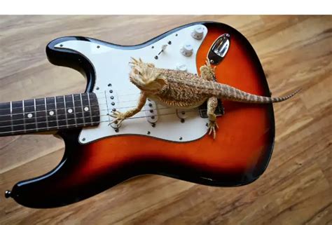 Do Bearded Dragons Like Music? An Insightful Exploration